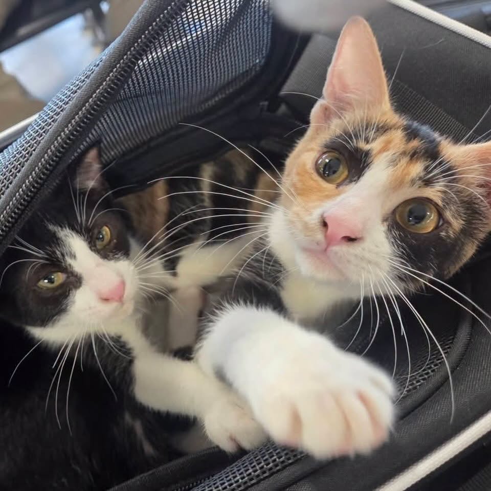 Two cats ready for transport to U.S. mainland