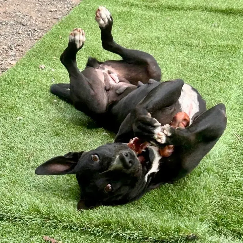 Fiona doing her best wiggly worm impression.
